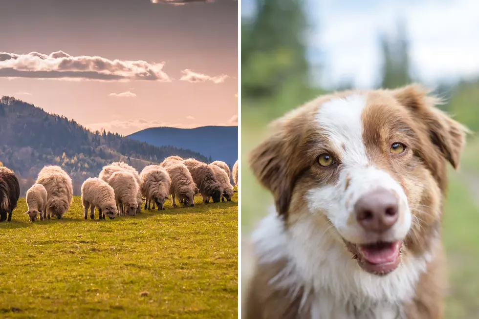Missoula’s Wooly Weed-Eating Friends Are Set to Return This Summer