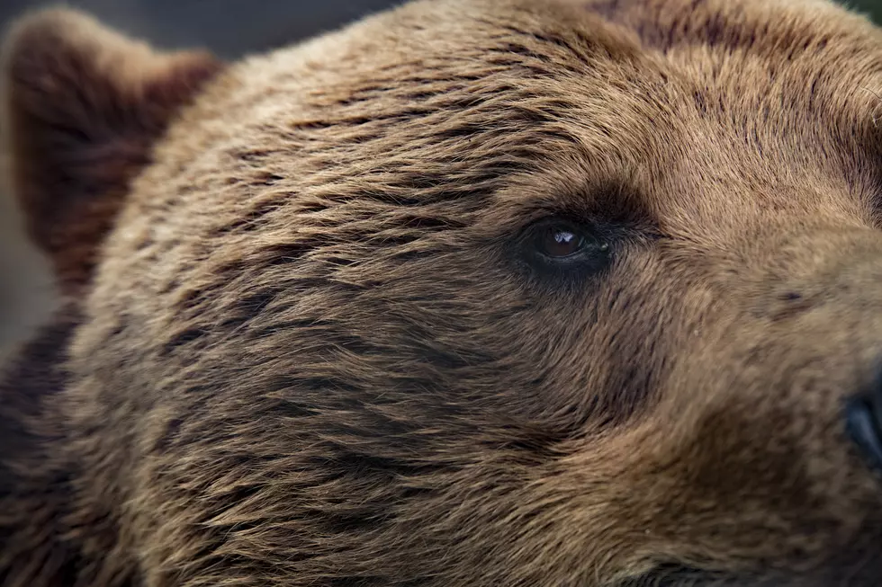 Yes, it’s Montana! Grizzlies Spotted in the Northern Bitterroot