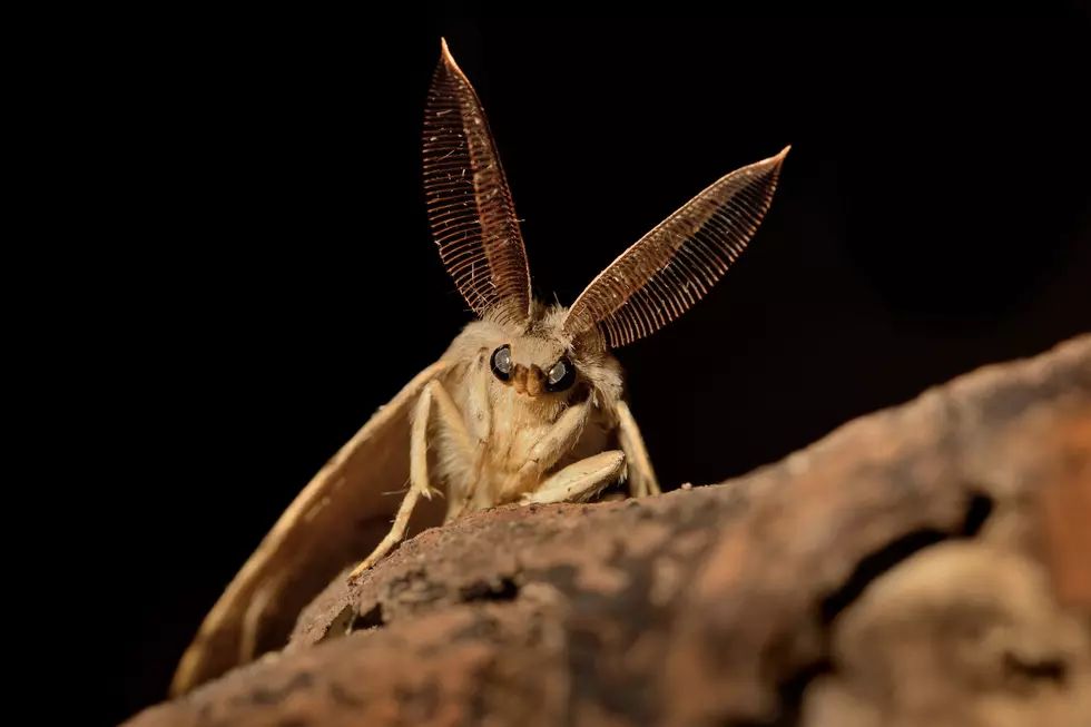 Montana’s Most Popular Trees Are Being Infested By Insects