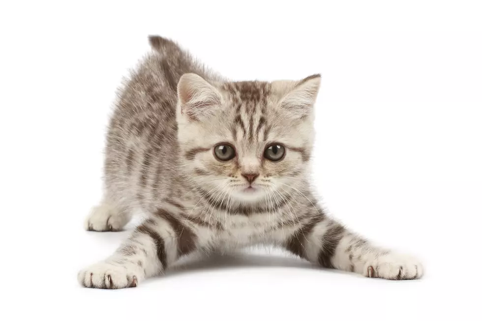 Missoula Is Overloaded With Cats and Kittens That Need Homes