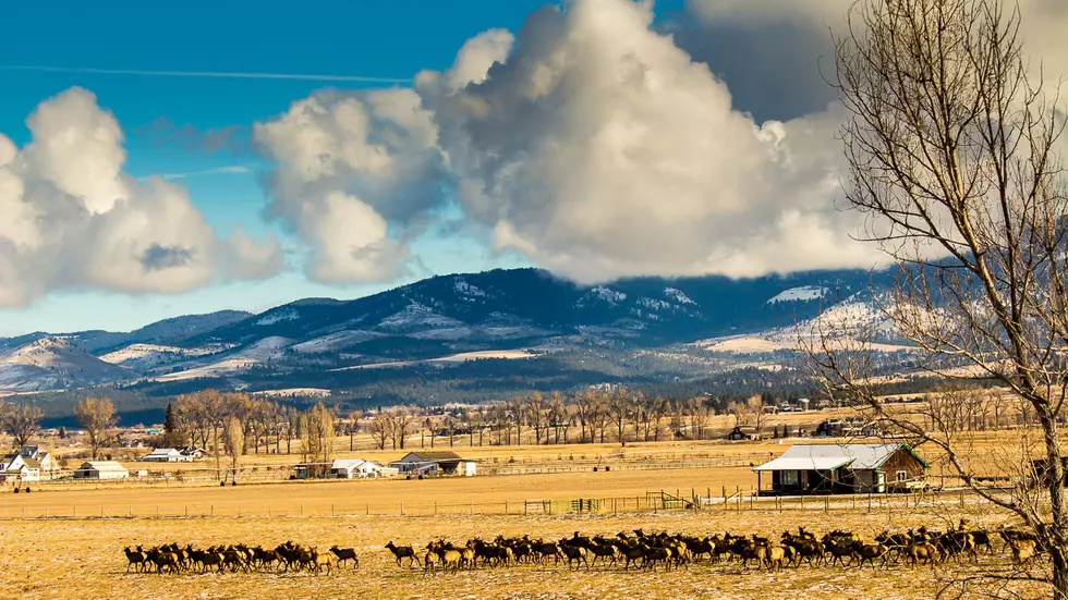 Bitterroot Elk Herds Have Picked Some New Roads to Roam