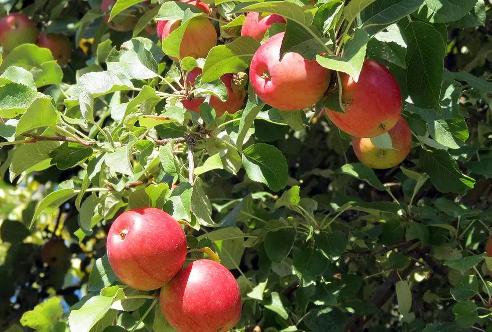 Unstoppable ‘Apple Day’ is Surefire Fun Saturday in Hamilton