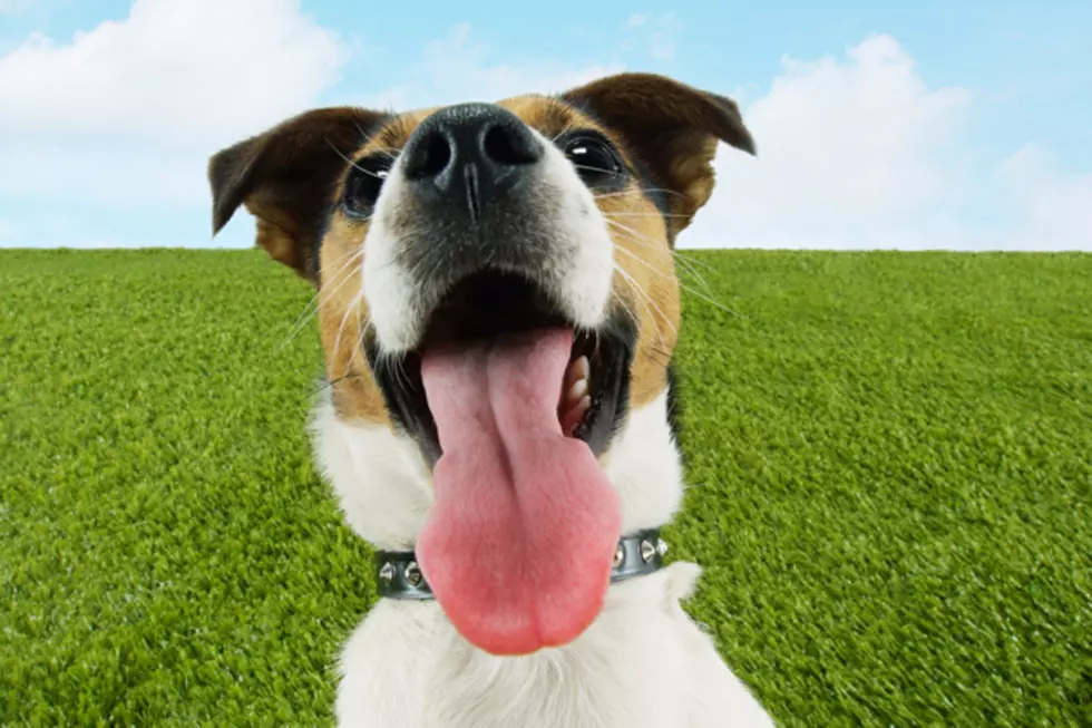 The Dog That Hates All 2016 Presidential Candidates!